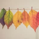 Macarena Merino Alarcón