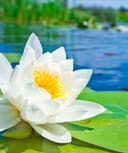 Carla Carvajal Fuentes